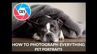 Pet Portraits – How To Photograph Everything