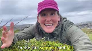 Wild flora we eat in Greenland, Q's Greenland, Week 15