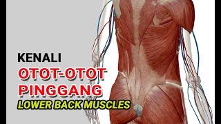 Kenali Otot Pinggang ( LOWER BACK MUSCLES) - 3D Anatomy