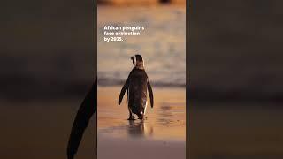 Protecting African Penguins