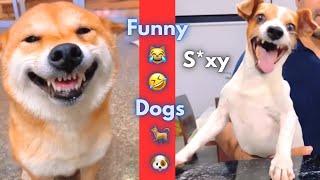 Funny   Funniest Dogs Ever!  | Try Not to Laugh