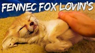 Fennec Fox Being Cute | Getting Some Loving!