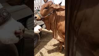 Mashallah Beautiful Bachrii in Multan Cow Mandi || #Shortvideo || Qurbani 2021