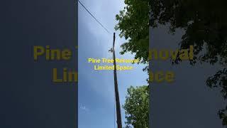 Kenny's Tree Removal: Removing a Pine Tree in Tight Space in Apex, NC