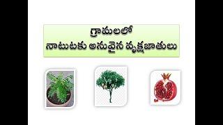 గ్రామలలో నాటుటకు అనువైన వృక్షజాతులు || Plants suitable for planting in villages