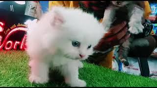 Love With Animal's ️ #kittenLovers #HamzaAslam #LoveWithAnimalsWorld #LoveWithCat #LoveWithKitten