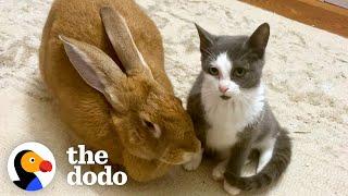 Rescued Bunny Turns Into The Best Foster Mom | The Dodo