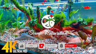 Beneath the Fragile Sky - Scenic Relaxation