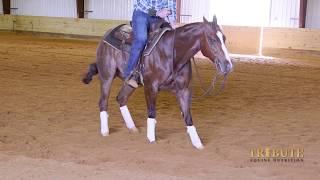 Gabe Reynolds Cutting Horses