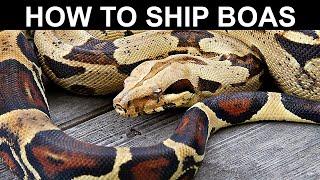 Packing up Boas for Shipment: How to Ship Reptiles Best!