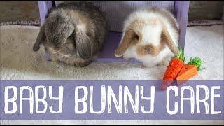 Bunny Update - 4 Weeks Old + Baby Bunny Care