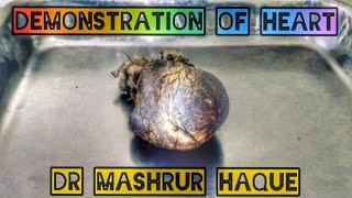 Heart Anatomy | Bangla | Anatomy of Heart | Demonstration of Heart