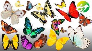 Learn The Butterfly Classification - Characteristics of Animals