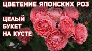 Супер розы, японские сорта, идеальные, уникальные, оригинальные – БЕСТСЕЛЛЕРЫ ДЛЯ ВАШЕГО САДА!