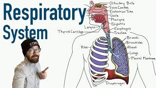 Respiratory System | Structure and Function