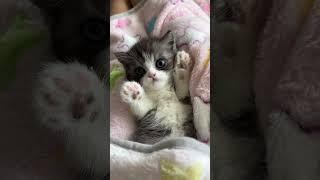 Duke, Scottish Straight kitten for sale #scottishfold #catbreed #catvideos #kitten