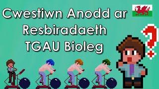 Cwestiwn Anodd ar Resbiradaeth - Bioleg CBAC