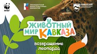 Животный мир Кавказа - Возвращение леопарда