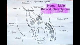 How to draw Human-Male Reproductive System | Male Reproductive System Diagram easy steps #biology