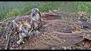 2017/07/19 13h11m ~Tina comes in the nest by heavy rain~