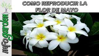 Como reproducir y fertilizar la planta Flor de Mayo (Plumeria)