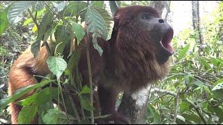 Death Metal Howler Monkey | Metal Injection