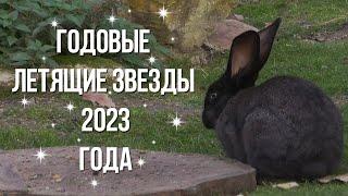 Годовые летящие звезды 2023