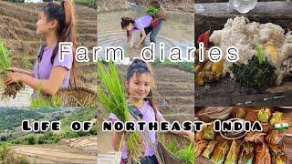 Slice of life: Farm diaries |paddy fields |Arunachal Pradesh|Northeast India| Zaila’s Diary 