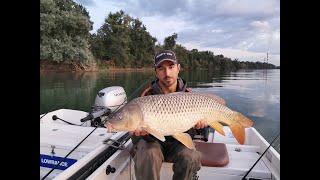 Boat carp fishing. Ribolov šarana na reci Savi 2