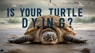 Signs Your Turtle Might Be Dying: How to Spot the Warning Signs