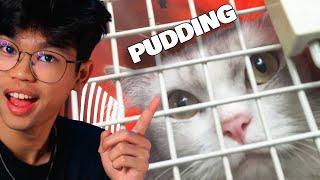 Mandiin Maskot Gaming House Brutal Yaitu Pudding!