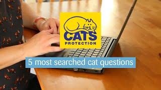 The most searched cat questions online 