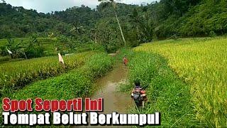 Mancing belut di spot legenda Rnc Petualang