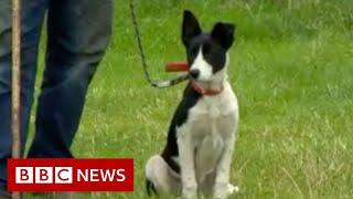 Sheepdogs learning tricks of the trade ahead of World Sheepdog trials - BBC News NI