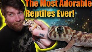 This Is The Rarest Gecko In My Collection! [Reptile Unboxing]