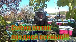 СМЕНА МАТОК ПОЗДНЕЙ ОСЕНЬЮ, ОДИН ИЗ ЛУЧШИХ СПОСОБОВ ПРИБЛИЖЕН К 100% ПРИЁМА