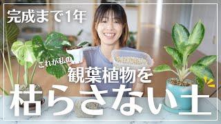 【観葉植物を枯らしたくない人必見】ついに究極の土が出来ました#観葉植物