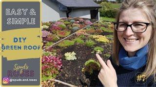 Easy and Simple DIY Green Roof with Flowering Alpine Plants and Sedums