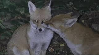 Red Fox Vulpes vulpes vixen grooming another vixen whilst being watched by another dog fox