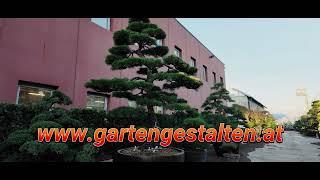 Niwaki die größeren Bonsai für den Garten. Deshalb auch Gartenbonsai genannt.