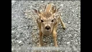 Baby Deer Seeks Help From Human To Help His Mother#viralvideo #viral