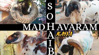 Sohaib's Goat Farm | BAKRID 2024 | Madhavaram | Chennai | #2024 #goat #sheep #chennai #bakra #sale
