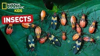 Find Out About Insects! | Nat Geo Kids Insects Playlist