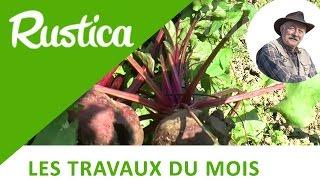 Que faire en octobre au potager