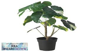 FEJKA IKEA Artificial potted plant indoor/outdoor Elephant ear Review