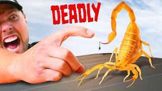 STUNG by a Deadly Scorpion!