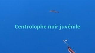 Chasse sous marine : Rencontre avec un centrolophe noir juvénile