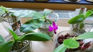 Phalaenopsis Update verschiedene Blüten und Magic Art