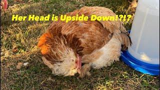 Wry Neck in Chickens: It Literally Turns Heads!