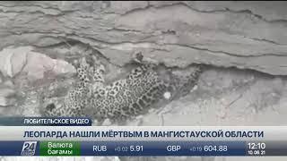 Краснокнижного леопарда нашли мёртвым в Мангистауской области